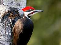 bird woodpecker Dave Milne  8283  Pileated Woodpecker, BC